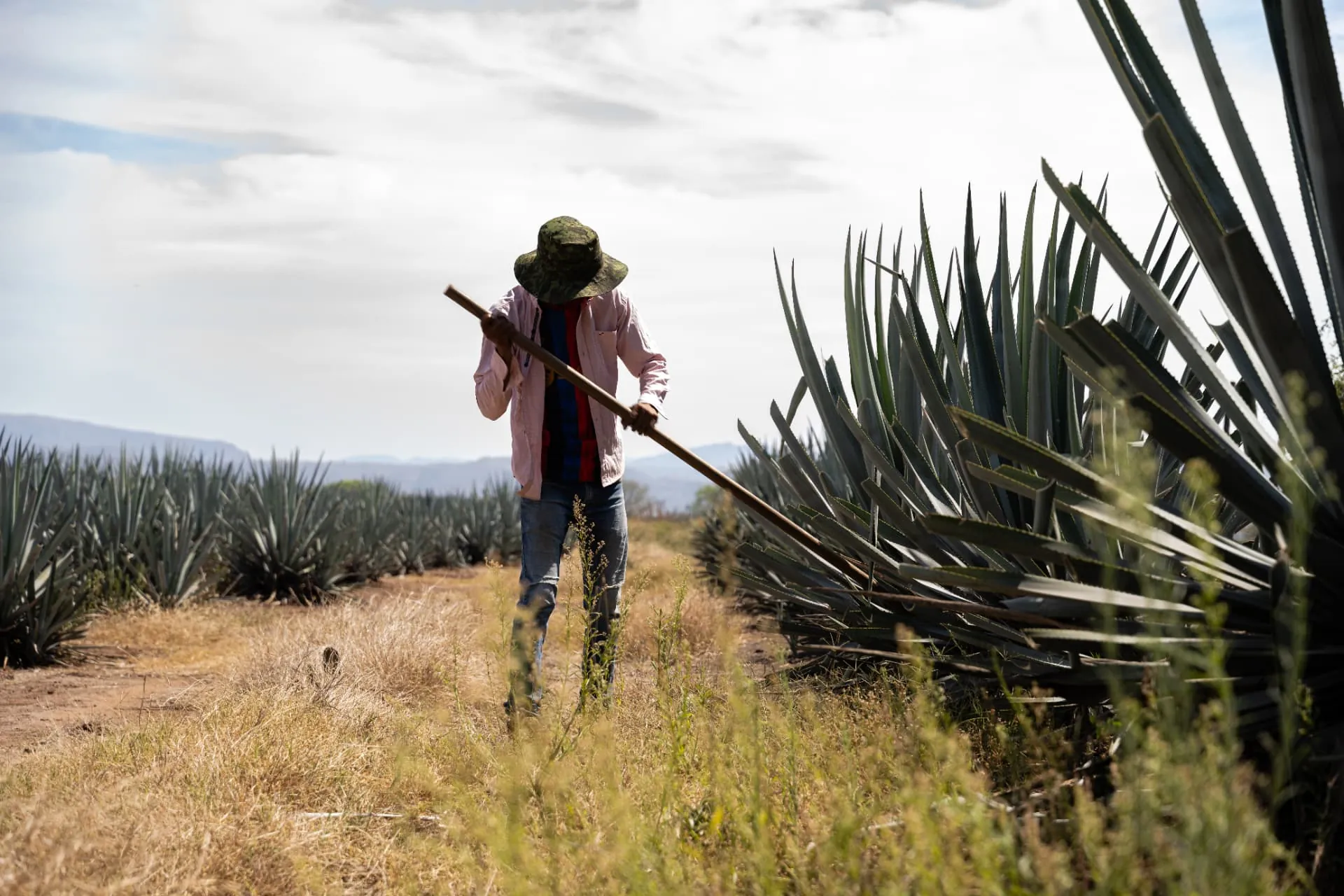 A jimador in a wide-brimmed hat walks a row of blue agave in Jalisco, carrying a long coa